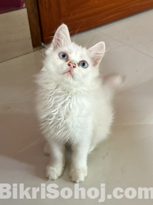 Persian kitten